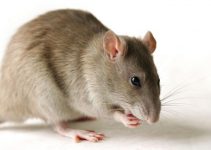 Que Significa Soñar con Ratas?