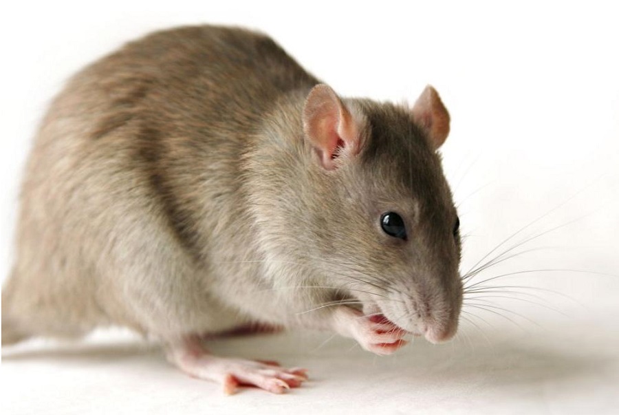que significa soñar con ratas