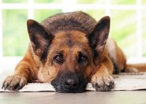 Que Significa Soñar con Perros?