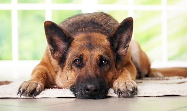 que significa soñar con perros