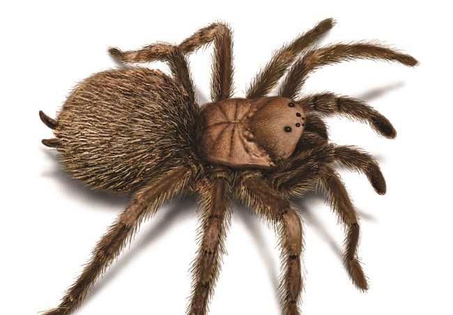 que significa soñar con tarantulas