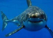 Que Significa Soñar con Tiburones?