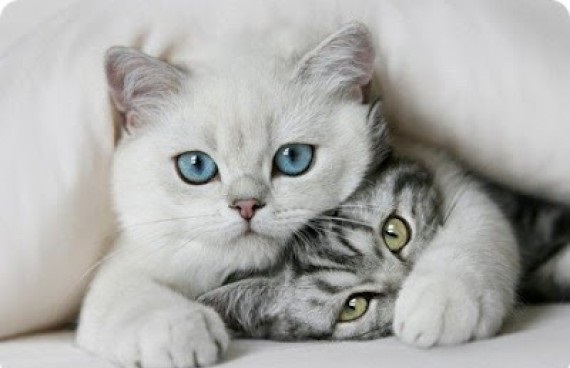 que significa soñar con gatos