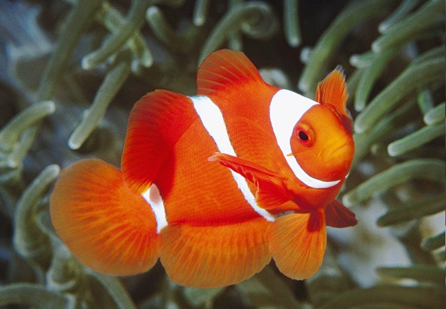 que significa soñar con peces