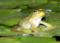 Que Significa Soñar con Ranas?