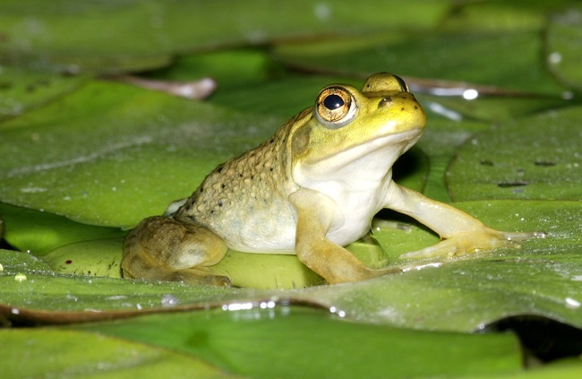 que significa soñar con ranas