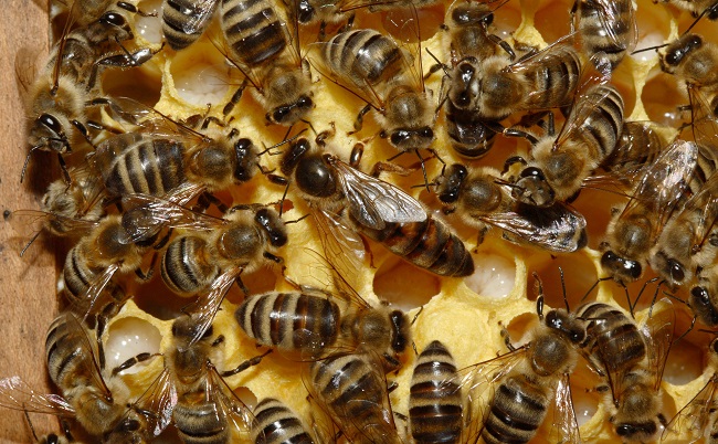 que significa soñar con abejas2