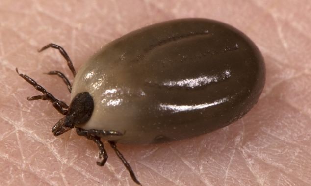 que significa soñar con garrapatas