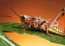 Que Significa Soñar con Saltamontes?