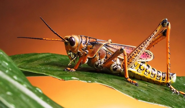 que significa soñar con saltamontes