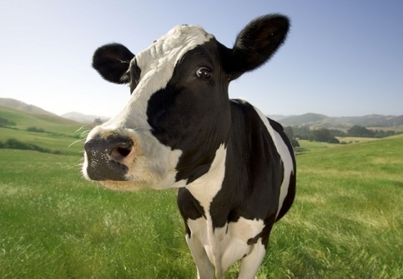 que significa soñar con vacas
