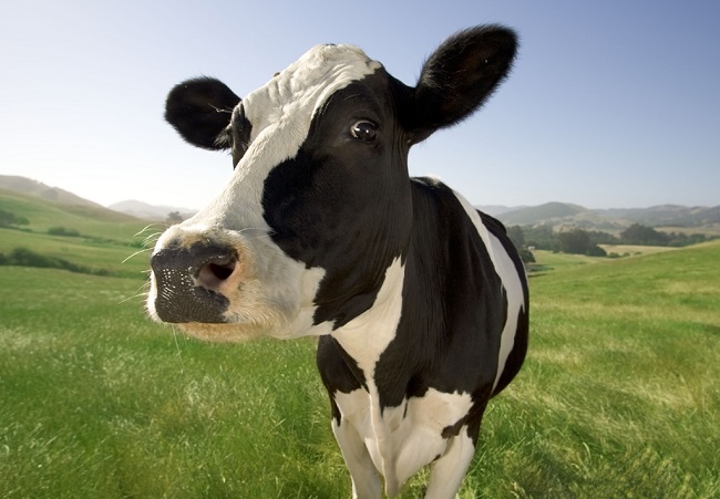 que significa soñar con vacas