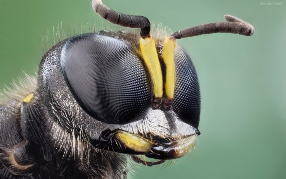 Que Significa Soñar con Insectos