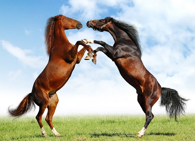 que significa soñar con caballos