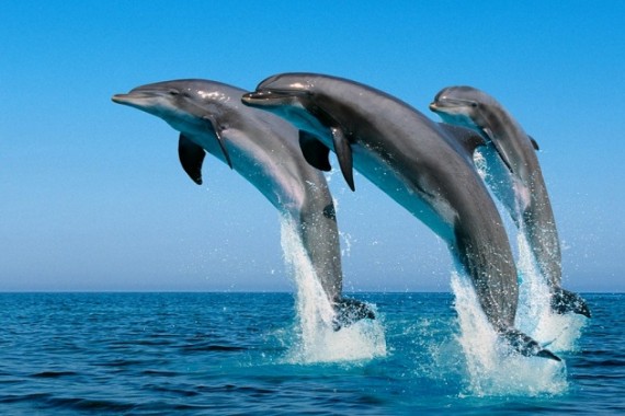 que significa soñar con delfines