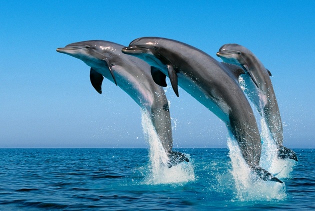que significa soñar con delfines