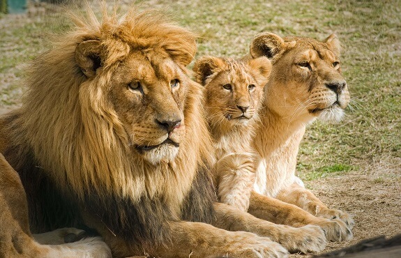 que significa soñar con leones