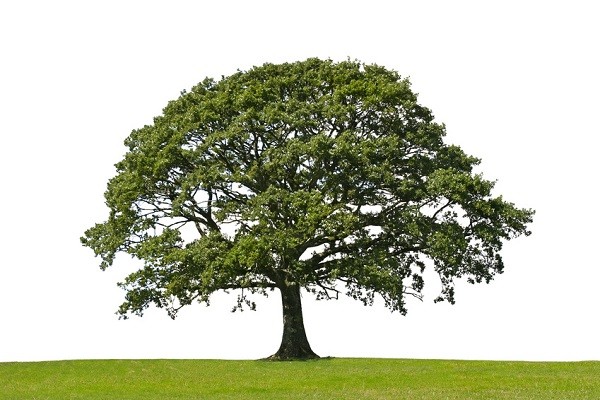 oak tree, symbol of strength