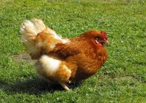 Que Significa Soñar con Gallinas?