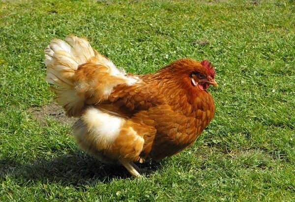que significa soñar con gallinas