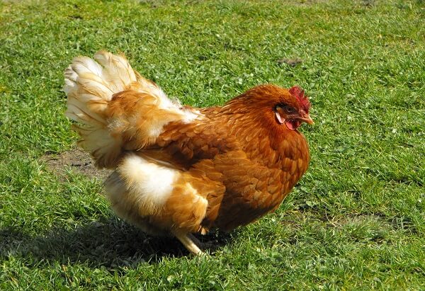 que significa soñar con gallinas