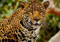 Que Significa Soñar con Jaguar?