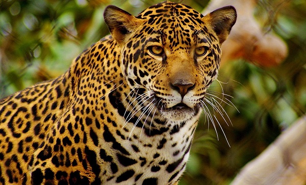 que significa soñar con jaguar