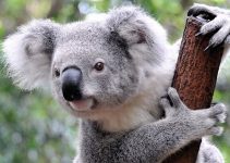 Que Significa Soñar con Koala?