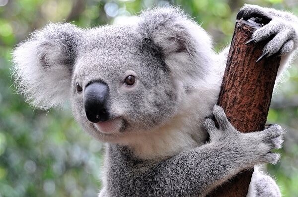 que significa soñar con koala