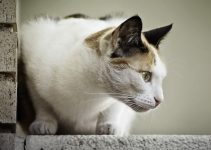 Que Significa Soñar con Gatos que atacan?