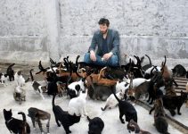 Que Significa Soñar con muchos Gatos?