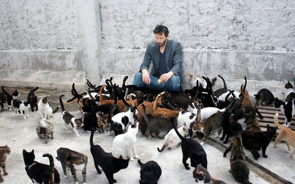 que significa soñar con muchos gatos