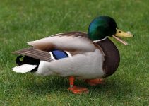 Que Significa Soñar con un Pato?