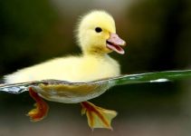 Que Significa Soñar con un Pato amarillo?