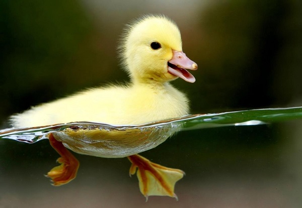 que significa soñar con un pato amarillo