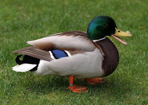 que significa soñar con un pato