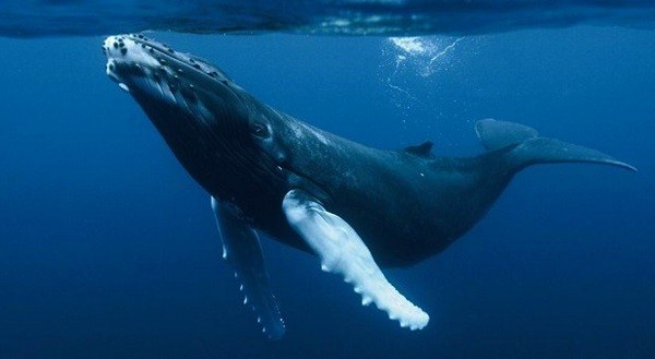 que significa soñar con ballenas