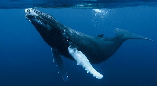 que significa soñar con ballenas